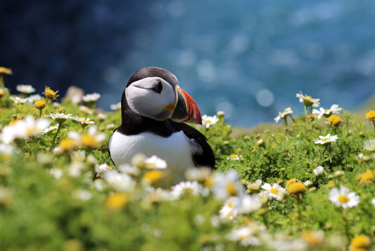 puffins on Skomer Island, Pembrokeshire 