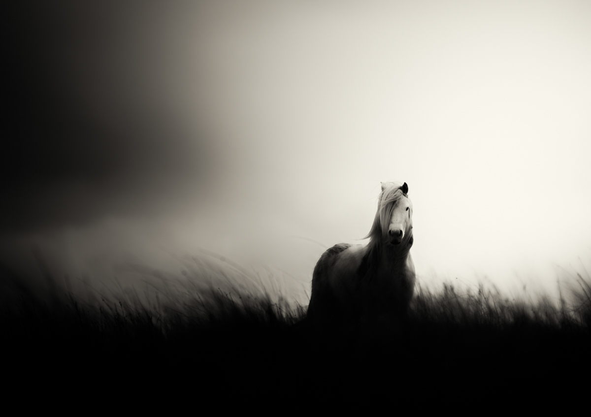 Wild Horse on Mynydd Myddfai 