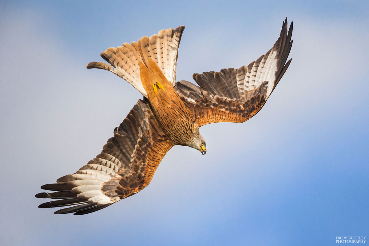 Red Kite in Powys, Mid Wales