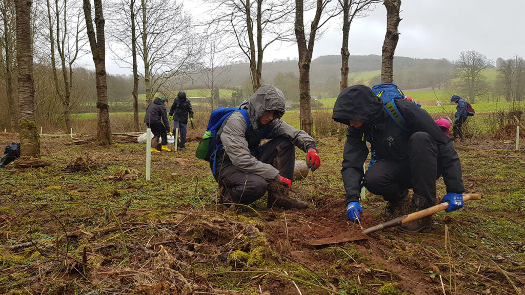 Planting oak saplings - The Penpont Project