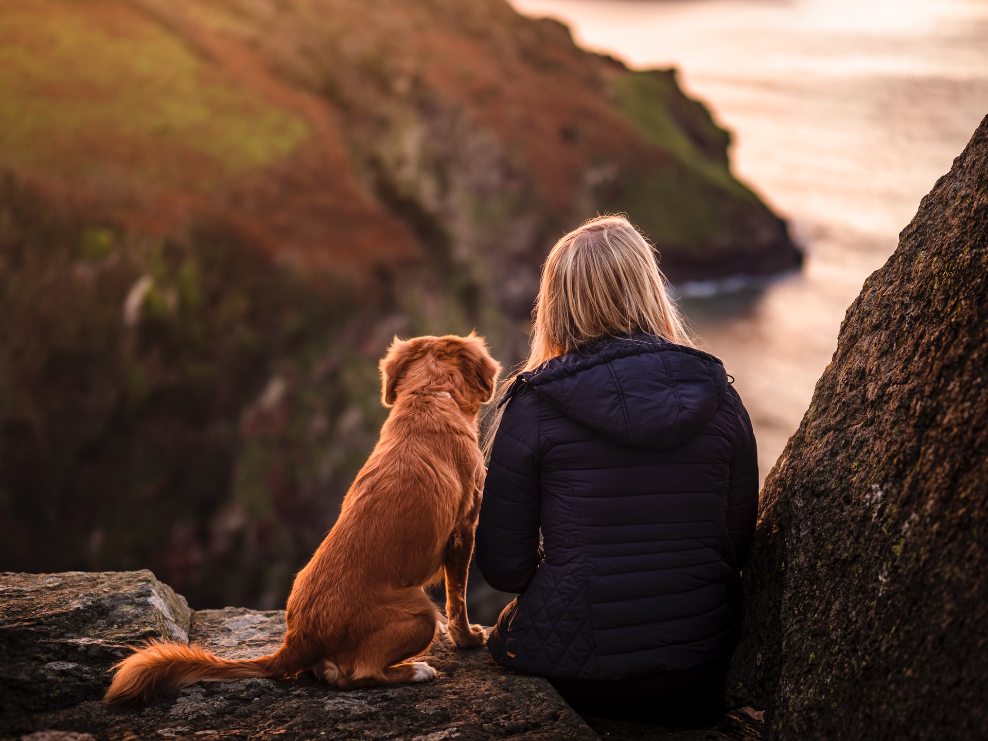 the best dog walks on the coast of wales